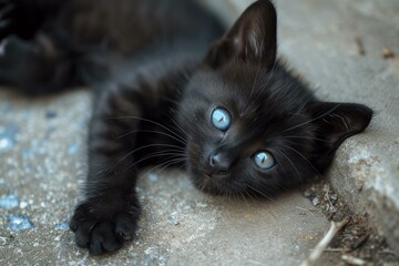 Sleek Cat black light. Summer portrait. Generate Ai