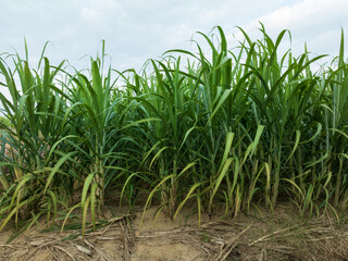 Sugarcane plants grow in field