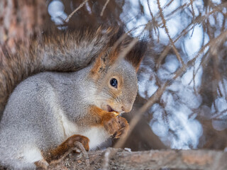 The squirrel with nut sits on tree in the winter or late autumn
