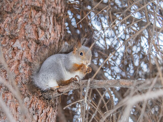 The squirrel with nut sits on tree in the winter or late autumn