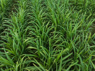 Sugarcane plants grow in field