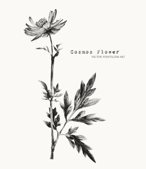 Cosmos flower. Meadow flower pointillism illustration. Dot art. Vector floral. Black on white