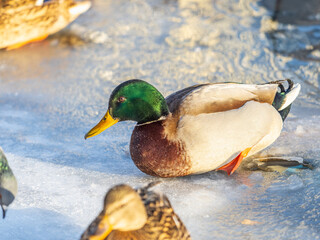 Colorful mallard drake standing on ice. Male wild duck on a frozen river. Waterbirds in winter.