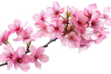 Fototapeta premium pink flowers isolated on transparent background