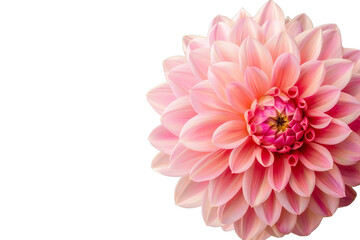 pink flowers isolated on transparent background