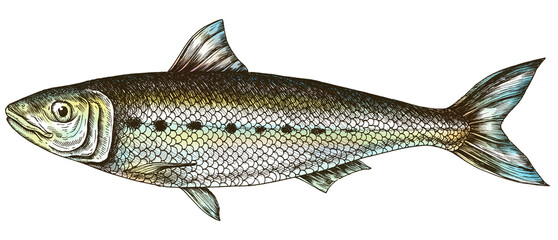 Colorful sardine isolated transparent png