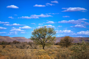 Green acacia tree in the savannah of Namibia