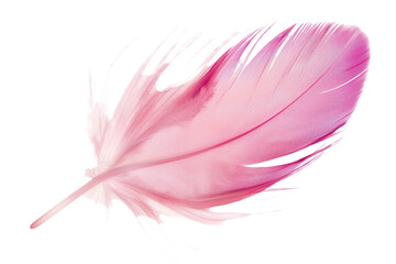pink feather isolated on transparent background