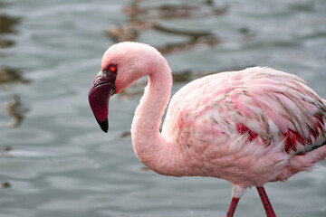 Lesser flamingo in Walvis Bay, Namibia