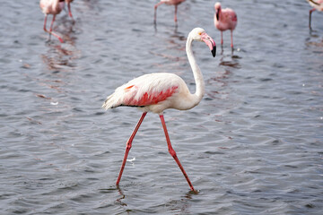 Greater flamingo in Walvis Bay, Namibia