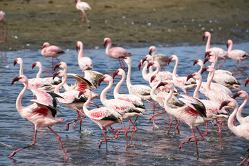 Pink flamingos in Walvis Bay, Namibia