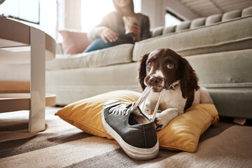 Animal, dog and play with shoes in living room for guilty mess by biting sneaker, explore or...