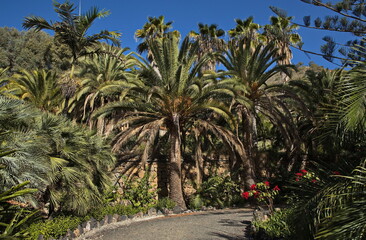 Palm trees in the botanical garden 