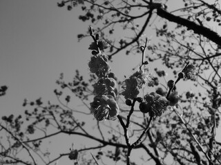 モノクロ写真のウメの花
