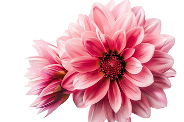 pink flower isolated on transparent background