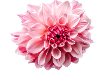 pink flower isolated on transparent background