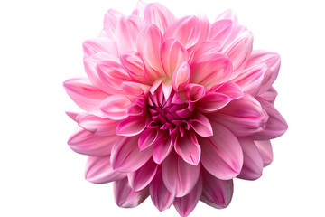 Fototapeta premium pink flower isolated on transparent background