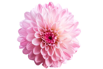pink flower isolated on transparent background