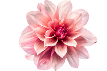 Fototapeta premium pink flower isolated on transparent background