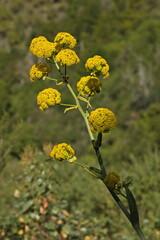 Blooming Giant fennel in Barranco del Laurel at Moya on Gran Canaria,Canary Islands,Spain,Europe
