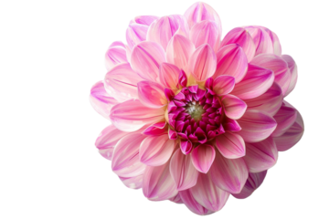 pink flower isolated on transparent background