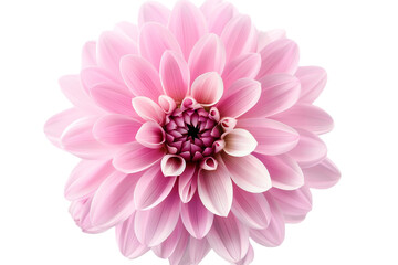 Fototapeta premium pink flowers isolated on transparent background
