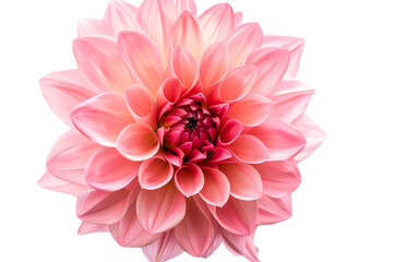 Fototapeta premium pink flowers isolated on transparent background