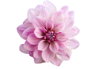 pink flowers isolated on transparent background