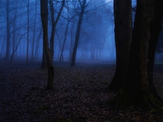Fototapeta premium Scary forest in blue tones. Mysterious night woods. Trees in thick fog. Dark atmospheric landscape.