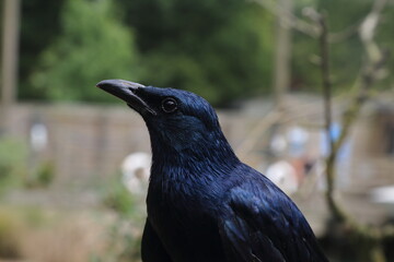 Black bird portrait wild zoo