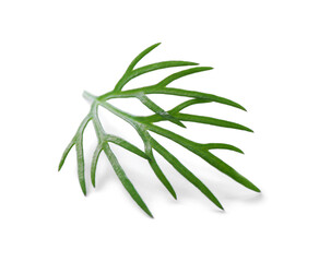 Fototapeta premium Sprig of fresh dill isolated on white