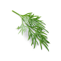 Fototapeta premium Sprig of fresh dill isolated on white