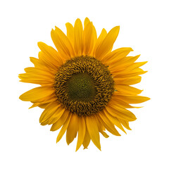 Naklejka premium Yellow sunflower isolated on transparent background