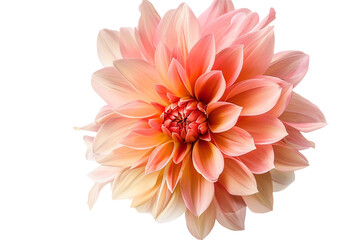 Fototapeta premium Pink orange flower isolated on transparent background