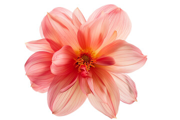 Pink orange flower isolated on transparent background