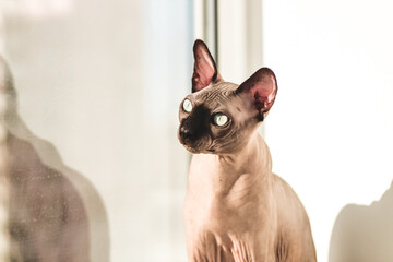 Hairless cat of the Canadian Sphynx breed sits on the windowsill in the sun