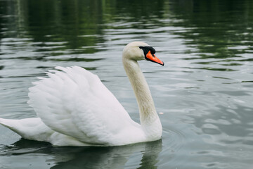 A white swan in a large lake close-up