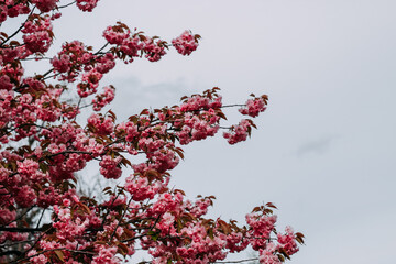 Blooming pink sakura close-up, floral background