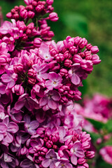 Pink lilac flower close-up in botanical garden
