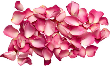 Fototapeta premium Pink rose petals isolated on transparent background