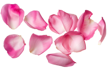 Pink rose petals isolated on transparent background