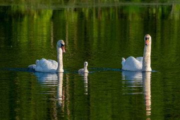 Family of mute swans with baby