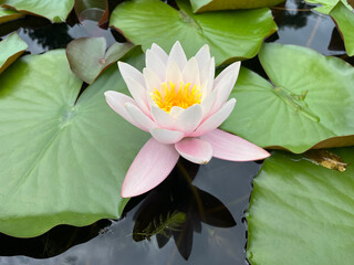 Nymphaea alba, the white waterlily, European white water lily or white nenuphar is an aquatic...