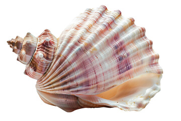 Obraz premium Pink sea shell isolated on transparent background