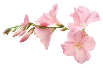 pink stem flower isolated on transparent background