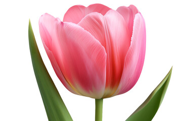 Pink tulips isolated on transparent background
