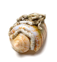 Shell of cone snail on white