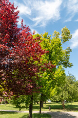 Fototapeta premium Colorful trees in kalemegdan Park, Belgrade
