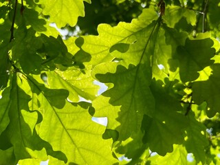natural green oak tree leaves background
