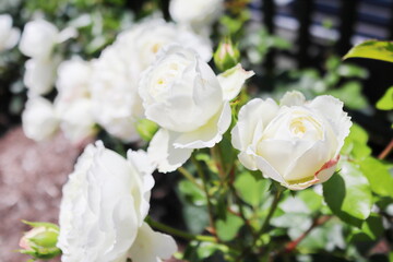 薔薇庭園の八重咲きの白いパラ